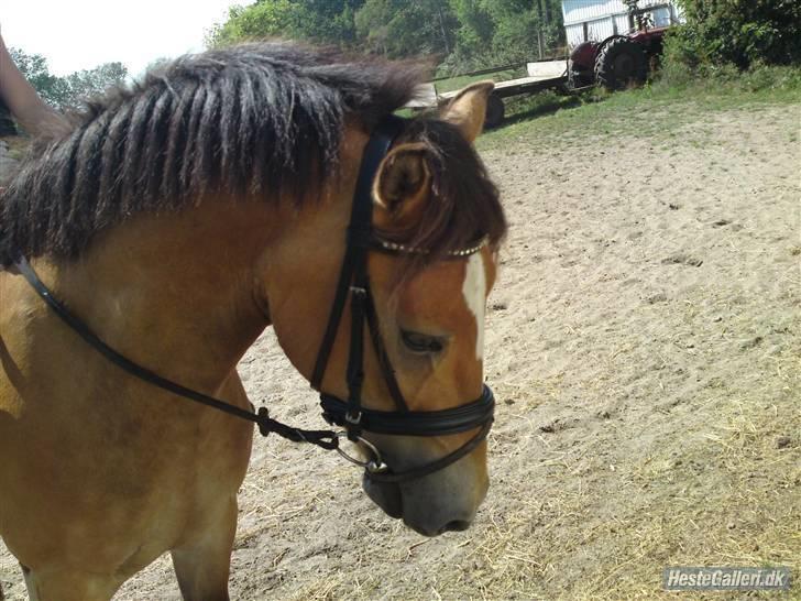 Anden særlig race Nemo billede 6