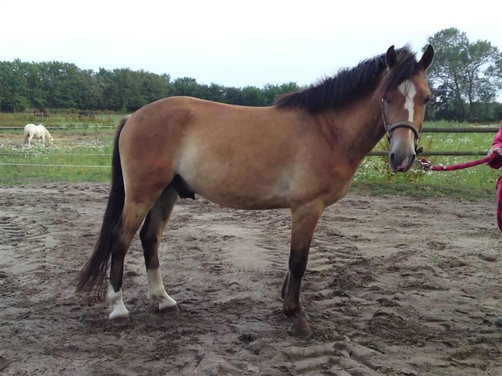 Anden særlig race Nemo billede 7