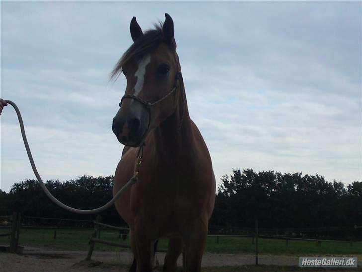 Anden særlig race Nemo billede 8