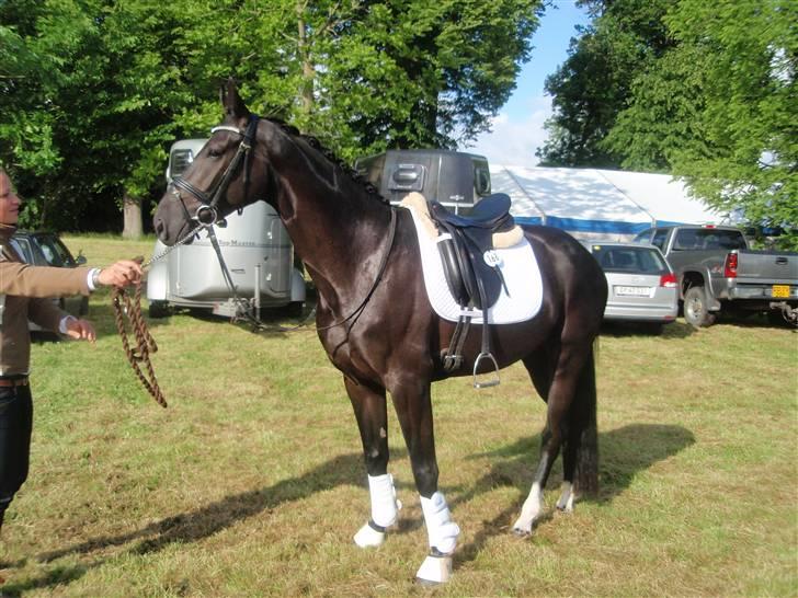 Hannoveraner Don Walou  billede 8