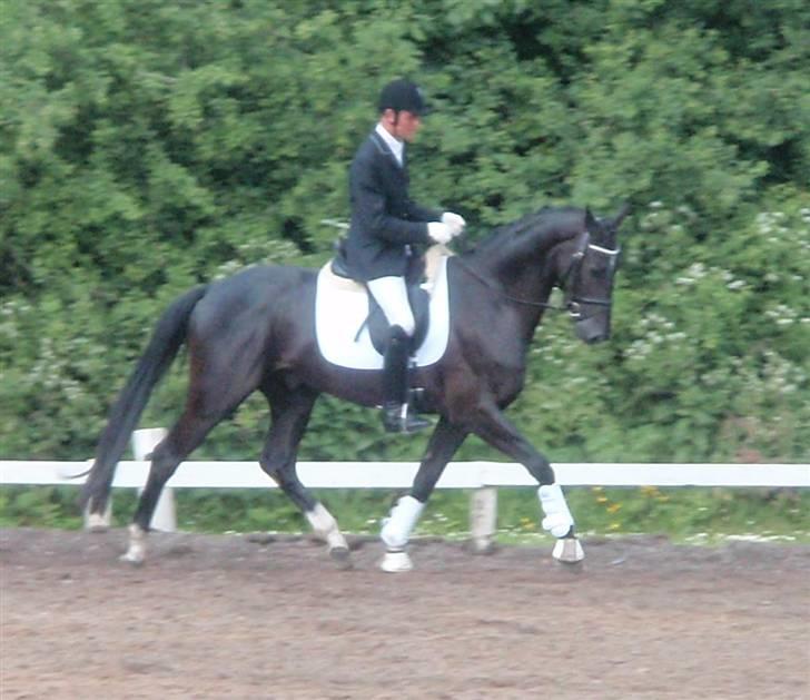 Dansk Varmblod Fortuna billede 6