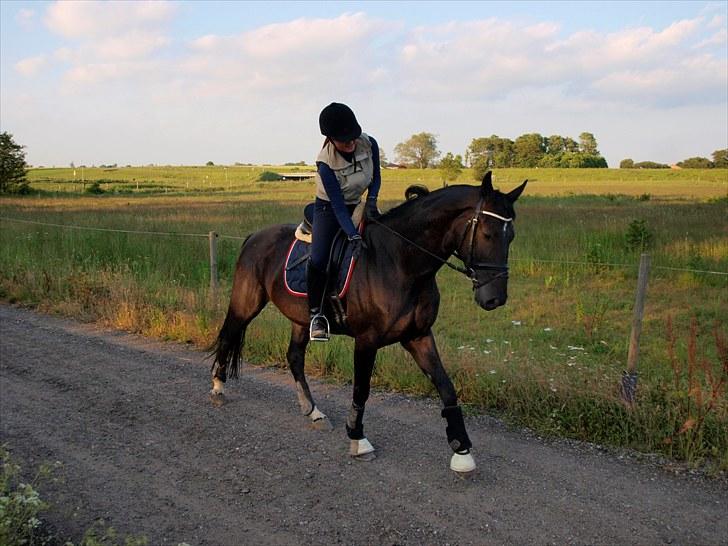 Hannoveraner Don Walou  billede 14