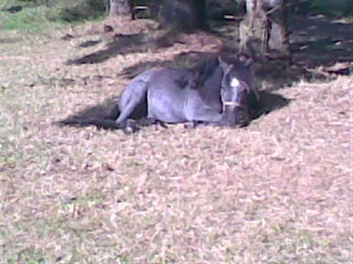 Welsh Mountain (sec A) tarzan <3 billede 15