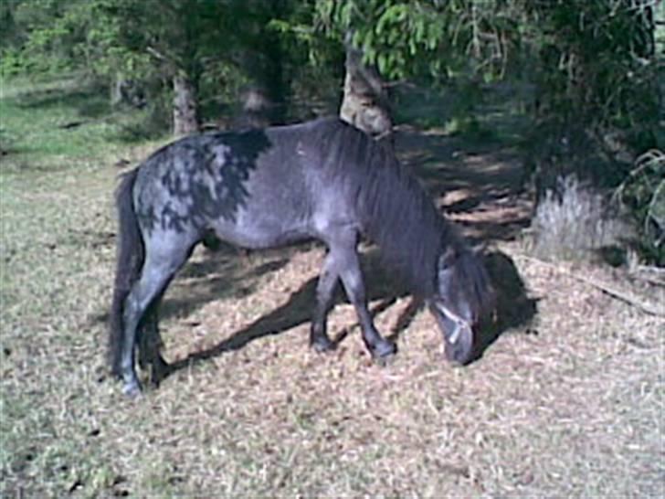 Welsh Mountain (sec A) tarzan <3 billede 16