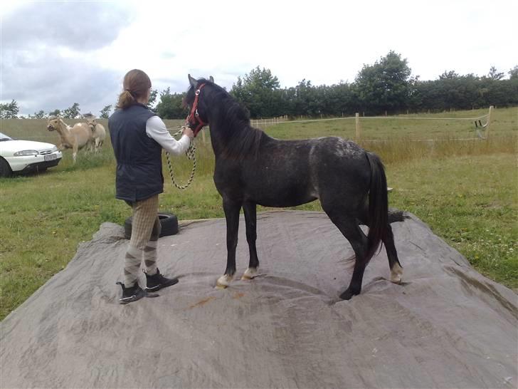 Welsh Mountain (sec A) Teglgårdens Azurra - no problemos.... Det var jo ikke så farligt.  billede 11