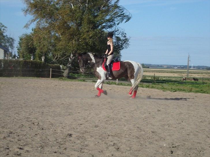 Anden særlig race Peanut<3 billede 4