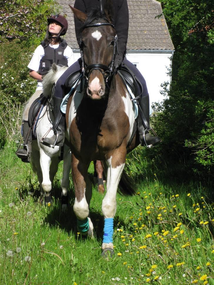 Anden særlig race Peanut<3 - så rider vi lige en tur i skoven billede 6