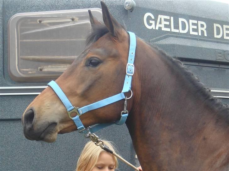 Anden særlig race bravour:) solgt og SAVNET - ej hvor er der meget og kigge på, når man er i byen:) billede 16