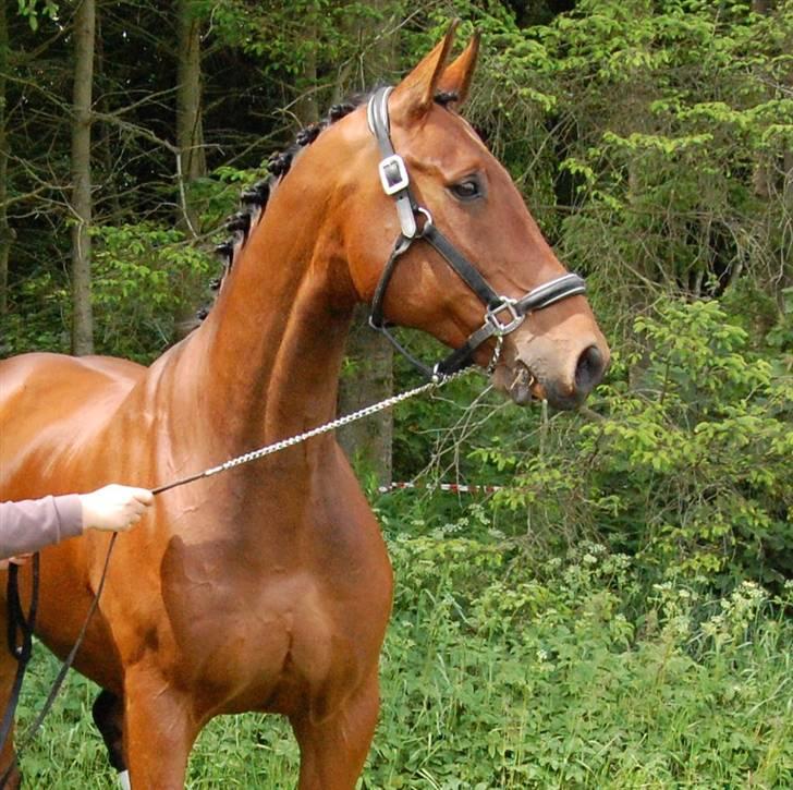 Dansk Varmblod Isaiah (Har redet) billede 15