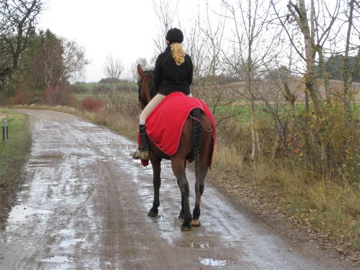 Anden særlig race PW's Tascha  billede 4