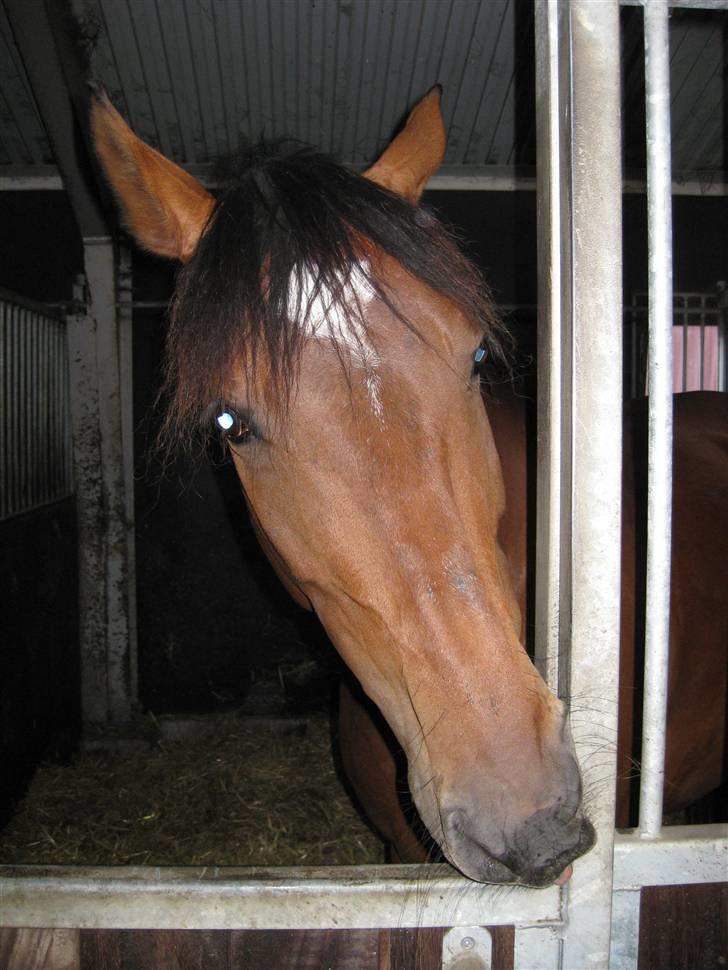 Anden særlig race PW's Tascha  billede 5