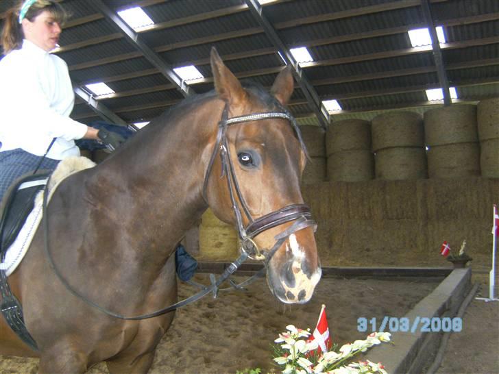 Anden særlig race Leslie billede 7