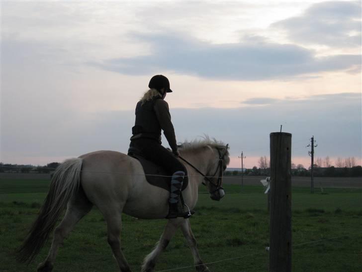 Fjordhest Nørgårdens Athene billede 20