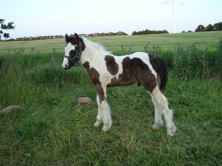 Irish Cob Viggo Hiiri Solgt. - 22/6 2009 1½ måned gammel. Top flot fyr! billede 14