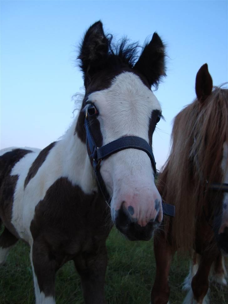 Irish Cob Viggo Hiiri Solgt. - 22/6 2009 1½ måned gammel. billede 15