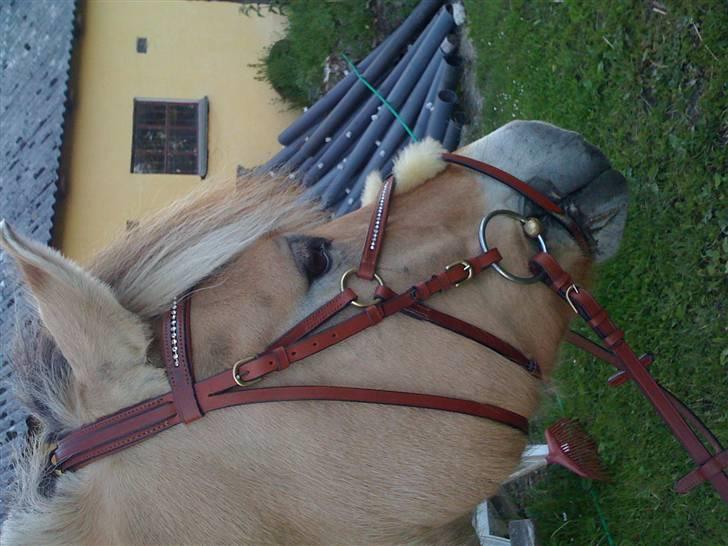 Fjordhest Campari :)<3har haft lånt - Campari med hans nye hovedtøj;) billede 12