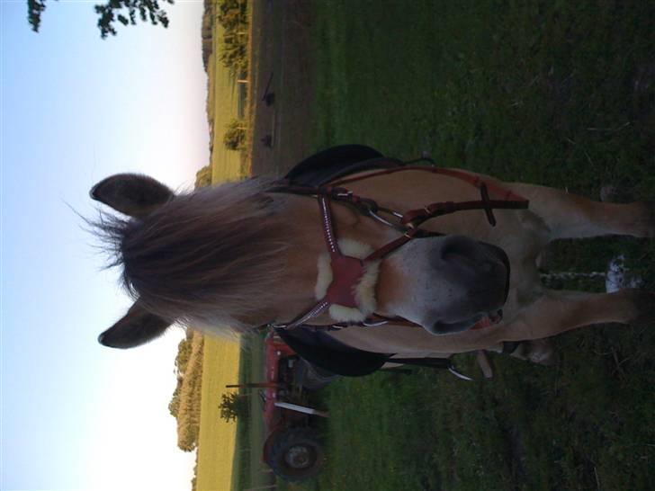 Fjordhest Campari :)<3har haft lånt - Campari med hans nye hovedtøj;) billede 13