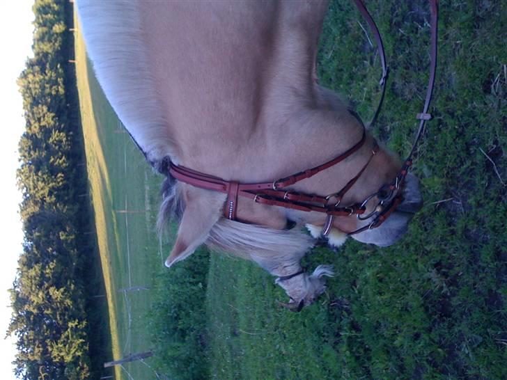 Fjordhest Campari :)<3har haft lånt - Campari med hans nye hovedtøj;) billede 14