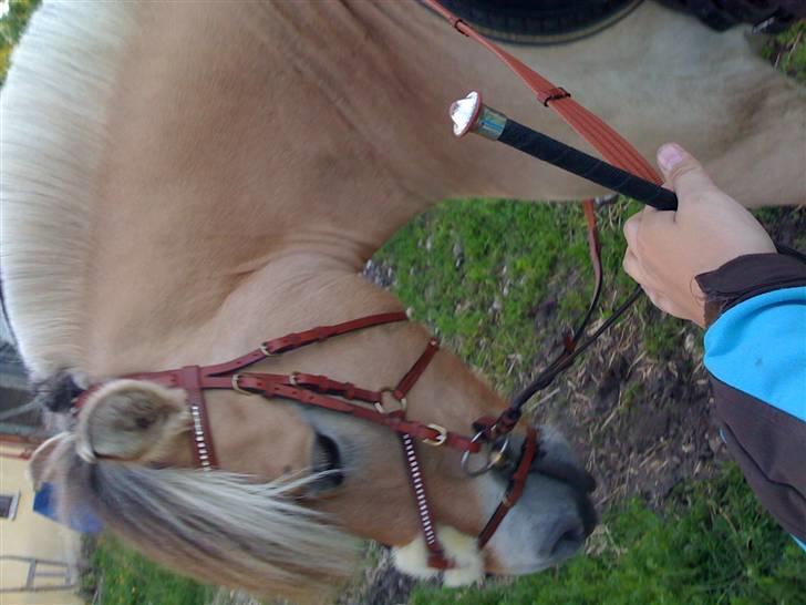 Fjordhest Campari :)<3har haft lånt - Campari med hans nye hovedtøj;) billede 15