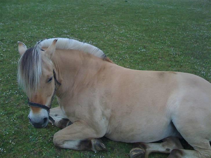 Fjordhest Santa <3 R.I.P  billede 11