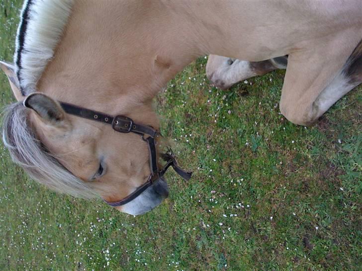 Fjordhest Santa <3 R.I.P  billede 12