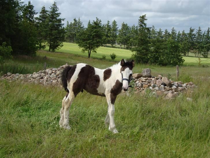 Irish Cob Viggo Hiiri Solgt. billede 17