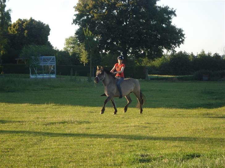 Anden særlig race Søstrenegaards Milla billede 18