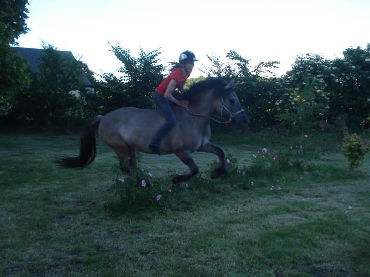 Anden særlig race Søstrenegaards Milla - Man må da gerne springe over roserne! xD billede 19