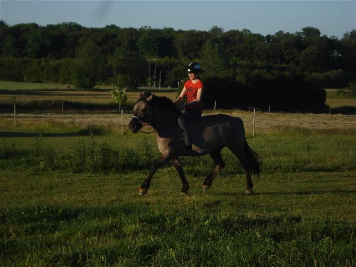 Anden særlig race Søstrenegaards Milla billede 20
