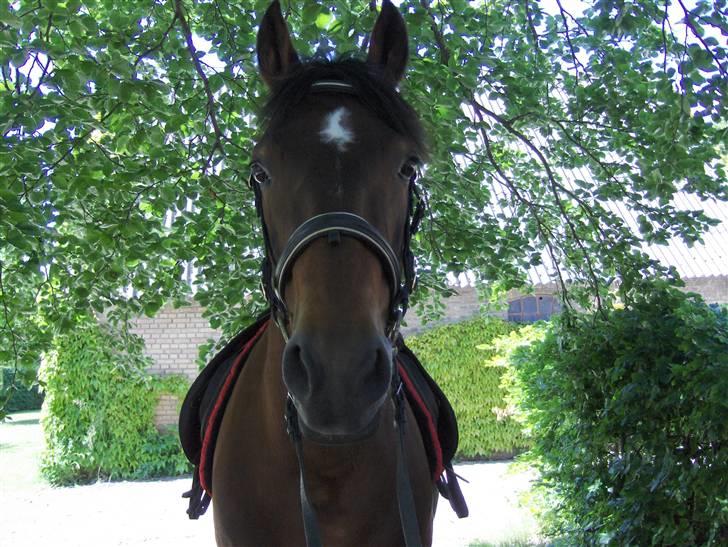 Anden særlig race Ari * R.I.P* :'( - Velkommen Til Aris Profil <3 Foto: Mig :D billede 1