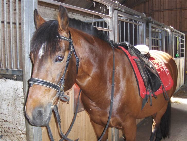 Anden særlig race Ari * R.I.P* :'( - På vej ud at ride <3 Foto: Mig <3 billede 2