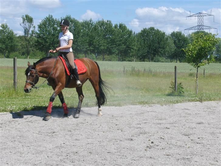 Anden særlig race Ari * R.I.P* :'( - Trav for lange tøjler <3 Foto Sally <3 billede 3