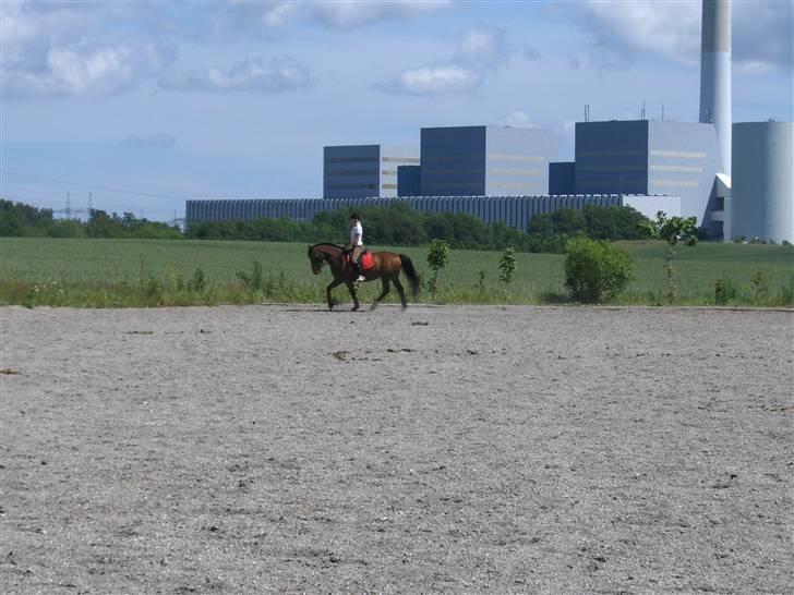 Anden særlig race Ari * R.I.P* :'( - Dressur, Foto Sally <3 billede 4