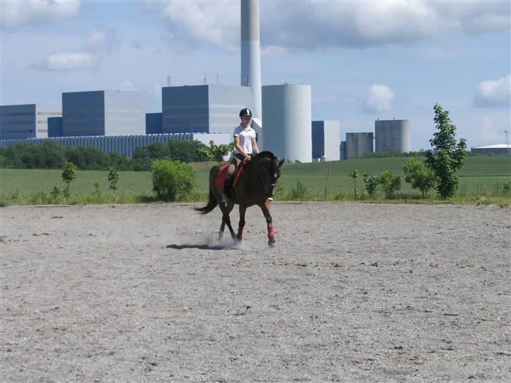 Anden særlig race Ari * R.I.P* :'( - Trav, Foto Sally <3 billede 5