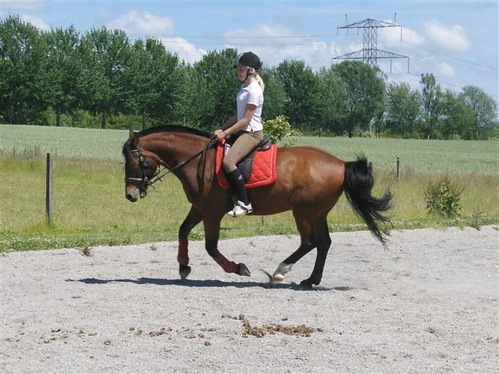 Anden særlig race Ari * R.I.P* :'( - Galop, Foto Sally <3 billede 6
