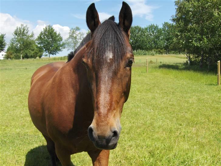 Anden særlig race Ari * R.I.P* :'( - Ari <3 foto; MIG :D billede 7