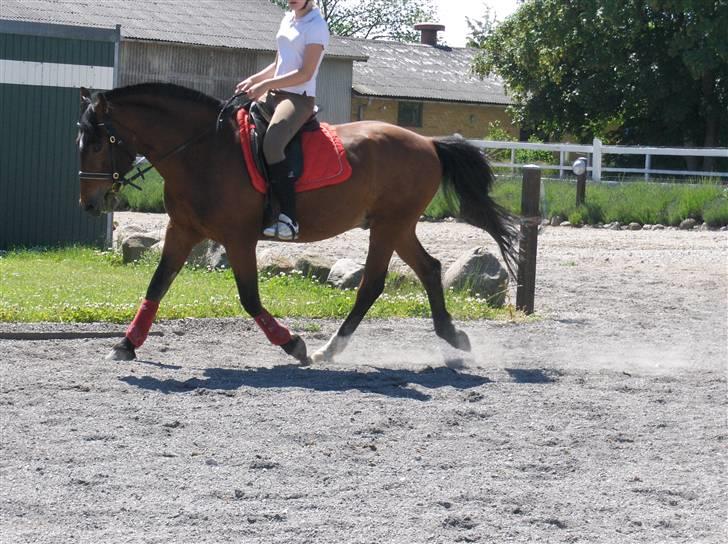 Anden særlig race Ari * R.I.P* :'( - Trav, Foto Sally <3 billede 8