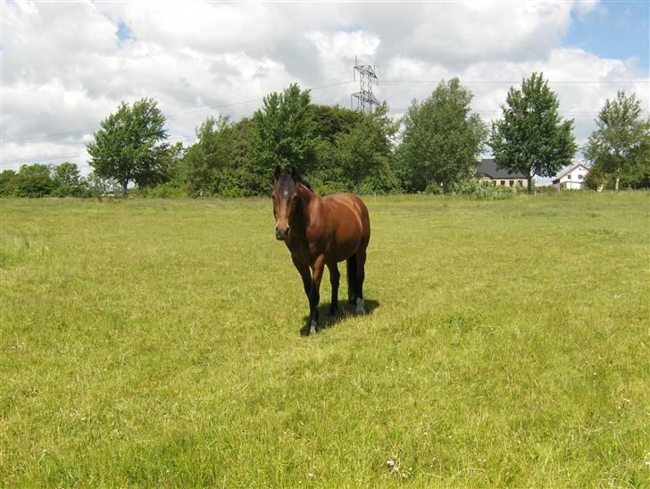 Anden særlig race Ari * R.I.P* :'( - Ari <3 foto; MIG :D billede 9