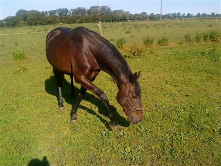 Anglo Araber (AA) Bengal Vrå billede 3