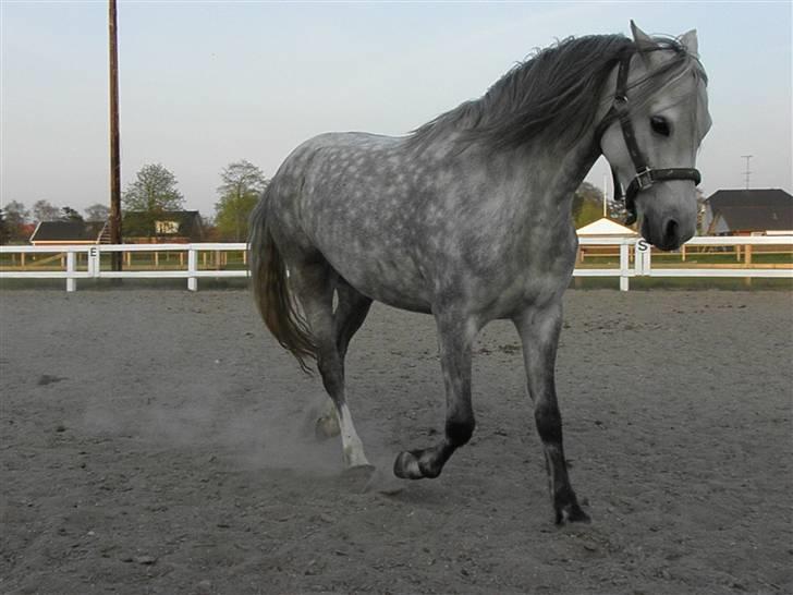 Welsh Pony (sec B) Lyngvejens Kikki <´3 *Solgt* - (20) Se mig går jeg ikke ;-) billede 20