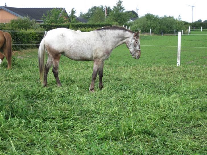 Knabstrupper Prinsessen Klubmester 09 - NYT. 22.06.09 Endelig hjemme på marken igen efter en hård dag:-) billede 19