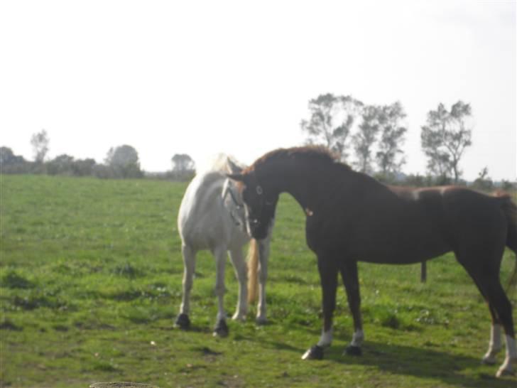 Dansk Varmblod Kirsebo`s Sally - Vi siger lige hej .. ;)  billede 1