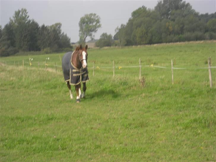 Dansk Varmblod Kirsebo`s Sally - Så blev det lidt koldt .. :) billede 2