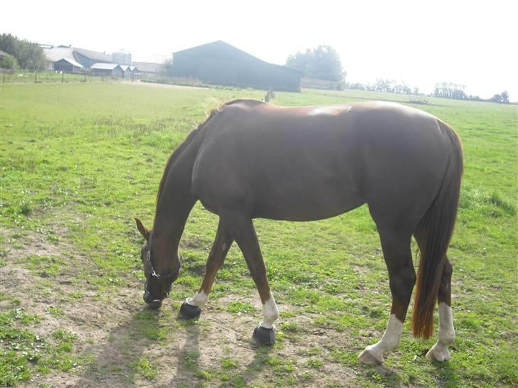 Dansk Varmblod Kirsebo`s Sally - Mhm Græs .. ;D  billede 3