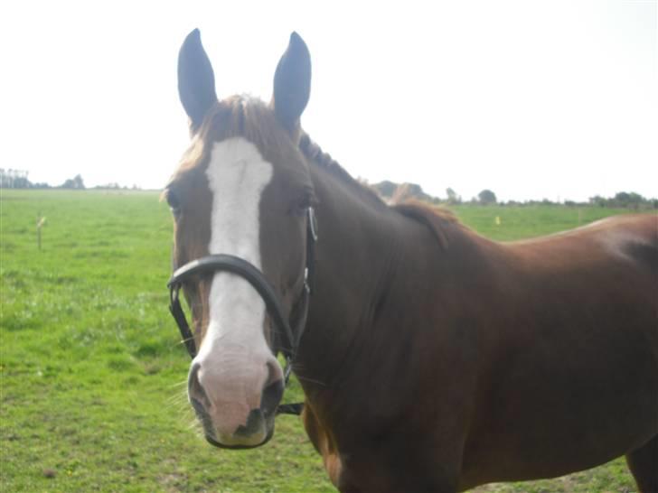 Dansk Varmblod Kirsebo`s Sally billede 4