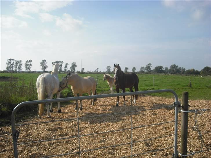Dansk Varmblod Kirsebo`s Sally - Mac den hvide, Gulle drengen vi har nu (fjollebollen) Frede det lille haflingerføl og Sally den røde . :) billede 5