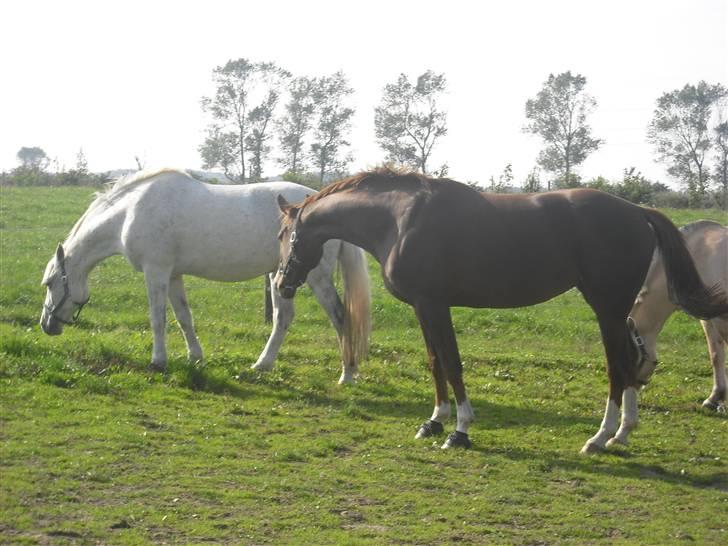 Dansk Varmblod Kirsebo`s Sally - Da Mac kom, min søsters hest billede 6