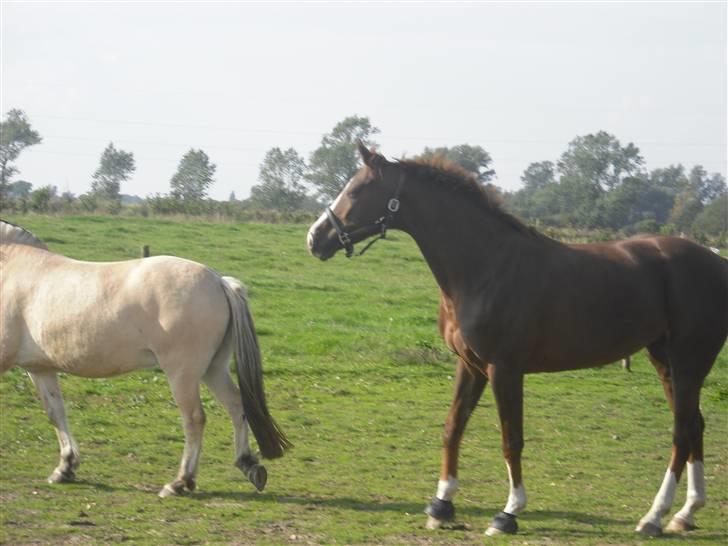 Dansk Varmblod Kirsebo`s Sally - Pas på mig .. ;) billede 7