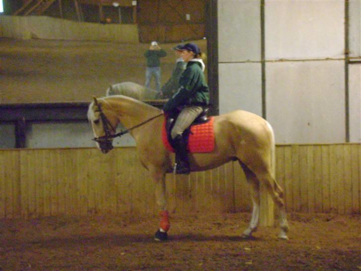 Palomino Lysgaards Bazar#SOLGT# - Parade :) Efter 14 dages ridning , han er sååå dygtig <3 billede 17