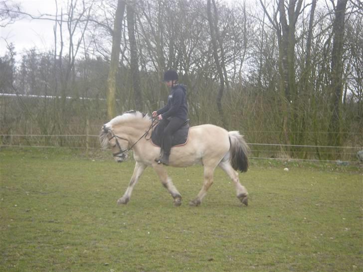 Fjordhest Klaus billede 19